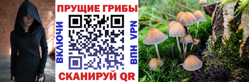 Галлюциногенные грибы Psilocybine cubensis  Купить закладки  Любань 